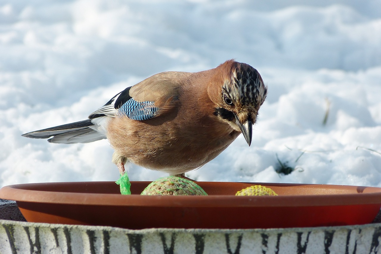 Repurpose Your Grandma's Old Teapot into a Bird Feeder